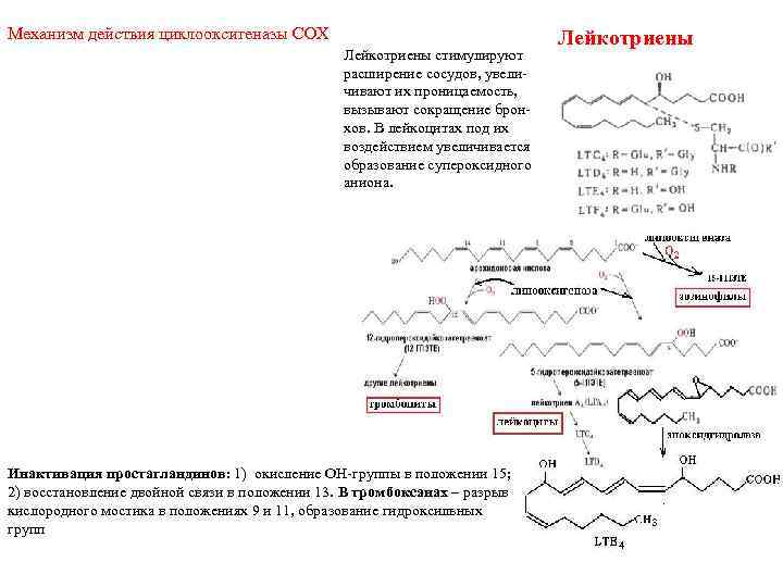 Механизм действия циклооксигеназы СОХ Лейкотриены стимулируют расширение сосудов, увеличивают их проницаемость, вызывают сокращение бронхов.