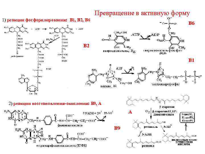 Превращение в активную форму 1) реакции фосфорилирования: В 1, В 2, В 6 В