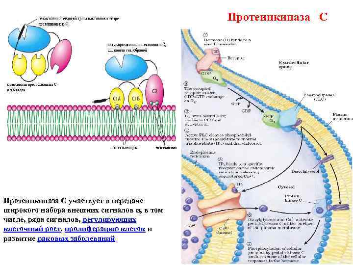 Протеинкиназа а. Протеинкиназа а строение. Рецептор протеинкиназа. Протеинкиназа биохимия. Протеинкиназа а 1 и 2 типа.