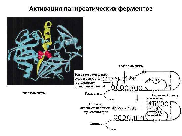 Схему активации пепсиногена