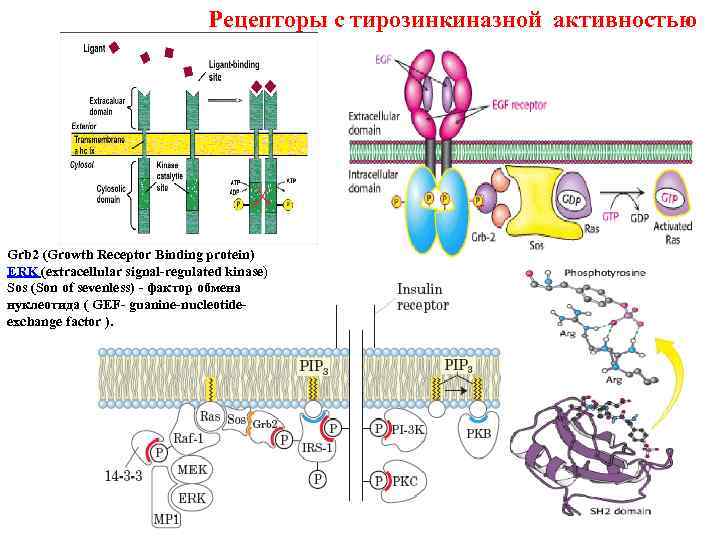 Сигналы рецепторов