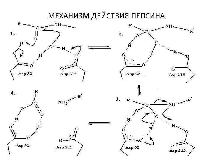 Схему активации пепсиногена