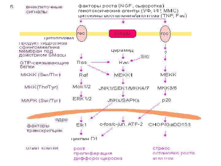 Протеинкиназа а