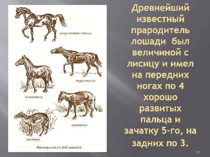 Древнейший известный прародитель лошади был величиной с лисицу и имел на передних ногах по