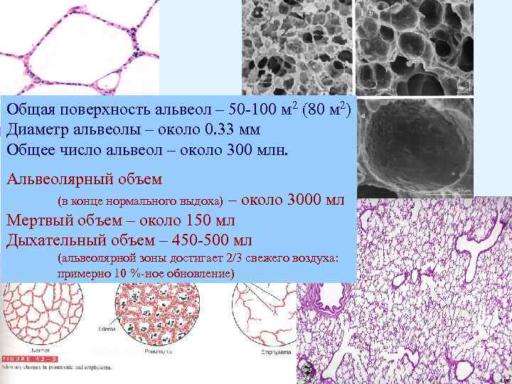 Общая поверхность альвеол – 50 -100 м 2 (80 м 2) Диаметр альвеолы –