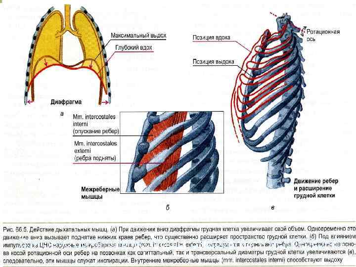 Действие дыхательных мышц: диафрагмы и межреберных 