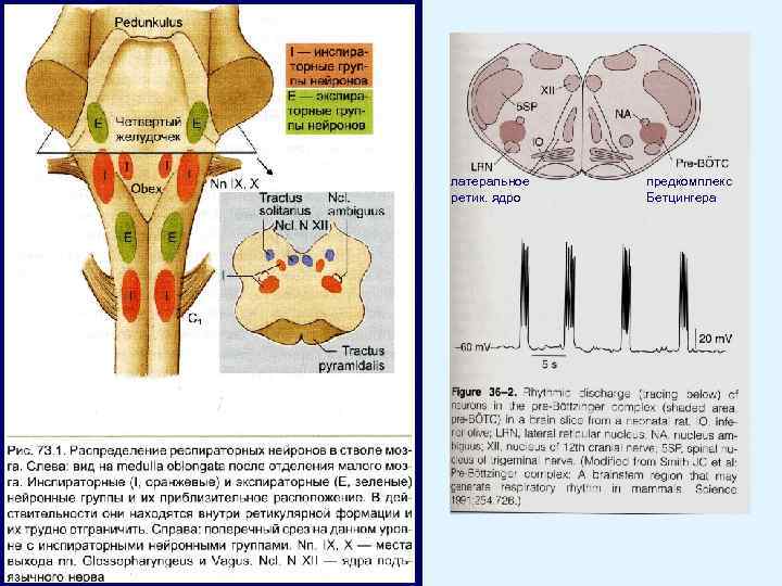 латеральное ретик. ядро предкомплекс Бетцингера 