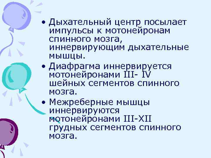  • Дыхательный центр посылает импульсы к мотонейронам спинного мозга, иннервирующим дыхательные мышцы. •