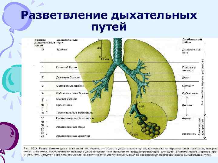 Разветвление дыхательных путей 