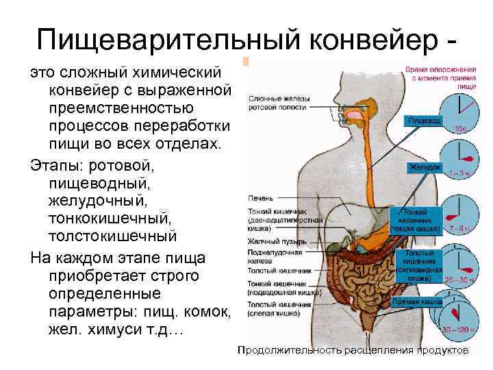 Движение пищи