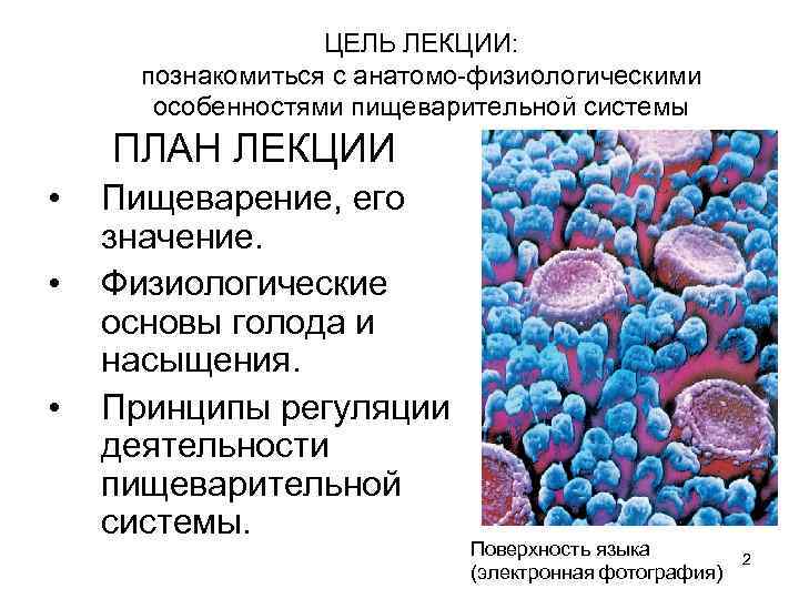 ЦЕЛЬ ЛЕКЦИИ: познакомиться с анатомо-физиологическими особенностями пищеварительной системы ПЛАН ЛЕКЦИИ • • • Пищеварение,