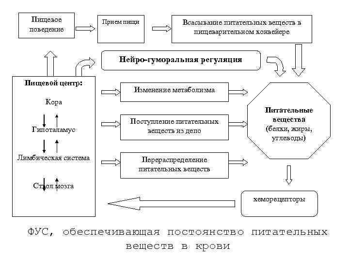 Схема регуляции пищевого поведения