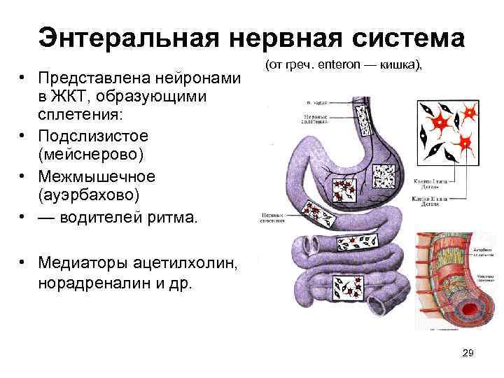 Энтеральная нервная система • Представлена нейронами в ЖКТ, образующими сплетения: • Подслизистое (мейснерово) •