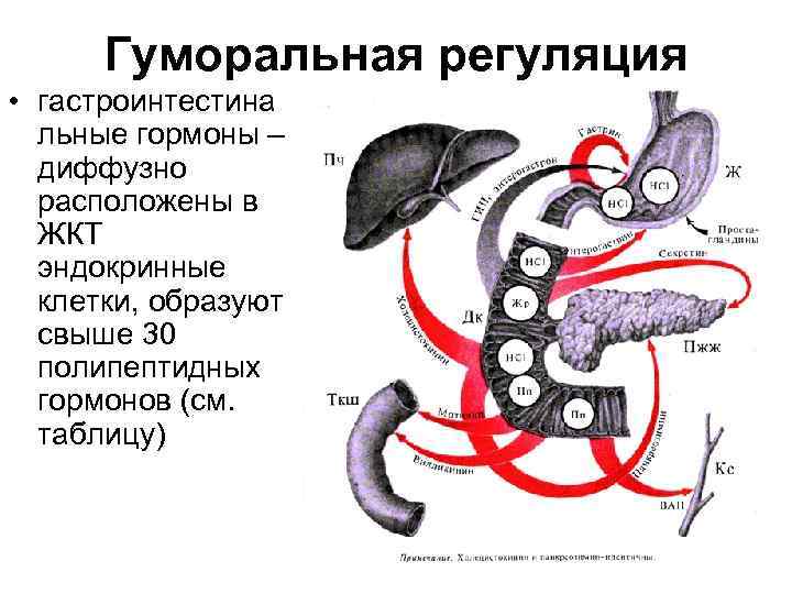 Схема нейрогуморальной регуляции