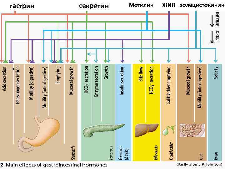 гастрин секретин Мотилин ЖИП холецистокинин 
