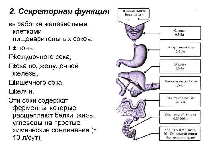 2. Секреторная функция выработка железистыми клетками пищеварительных соков: Ш слюны, Ш желудочного сока, Ш