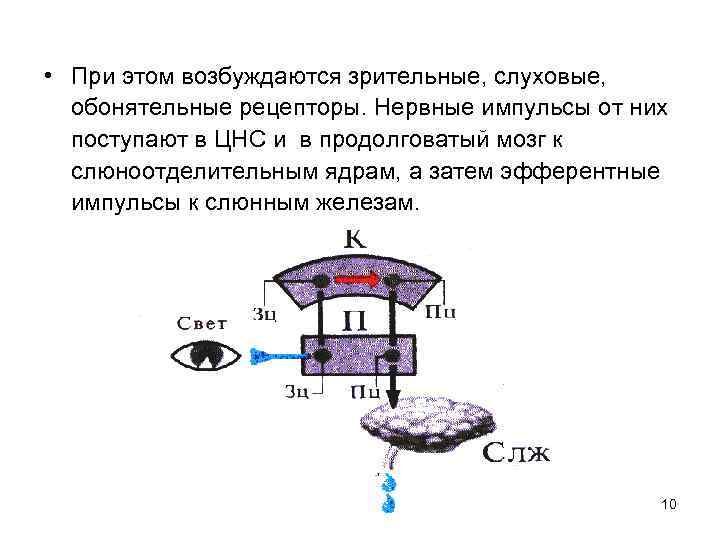  • При этом возбуждаются зрительные, слуховые, обонятельные рецепторы. Нервные импульсы от них поступают