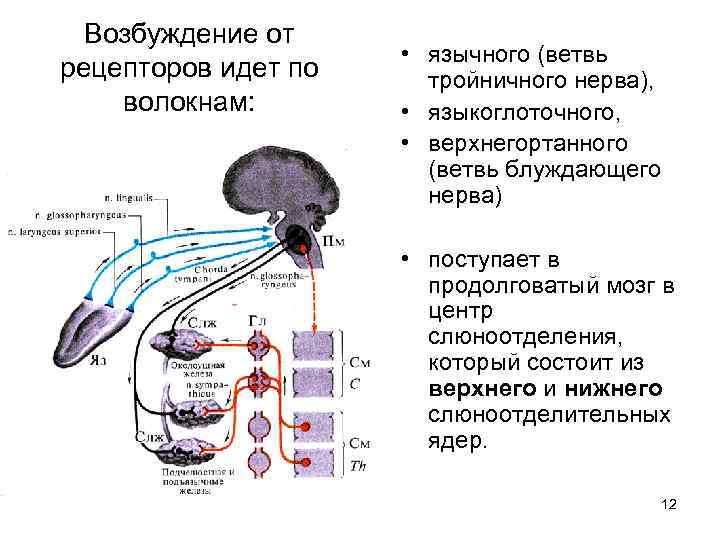 Возбуждение от рецепторов идет по волокнам: • язычного (ветвь тройничного нерва), • языкоглоточного, •