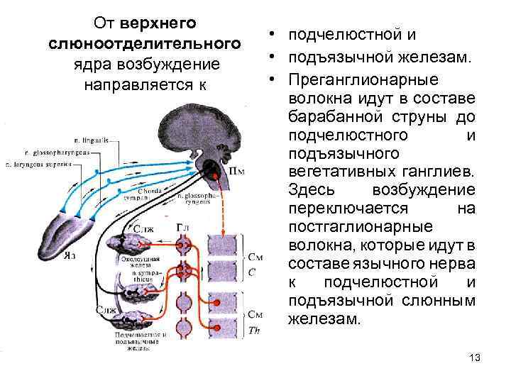 От верхнего слюноотделительного ядра возбуждение направляется к • подчелюстной и • подъязычной железам. •