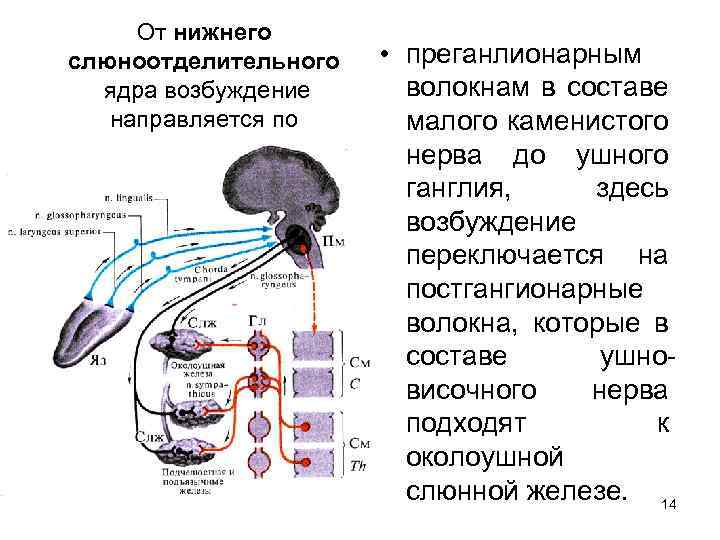 От нижнего слюноотделительного ядра возбуждение направляется по • преганлионарным волокнам в составе малого каменистого