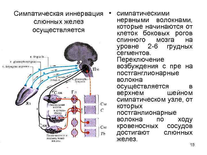 Симпатическая иннервация • симпатическими нервными волокнами, слюнных желез которые начинаются от осуществляется клеток боковых