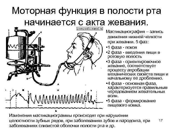 Моторная функция в полости рта начинается с акта жевания. Мастикациография – запись движения нижней