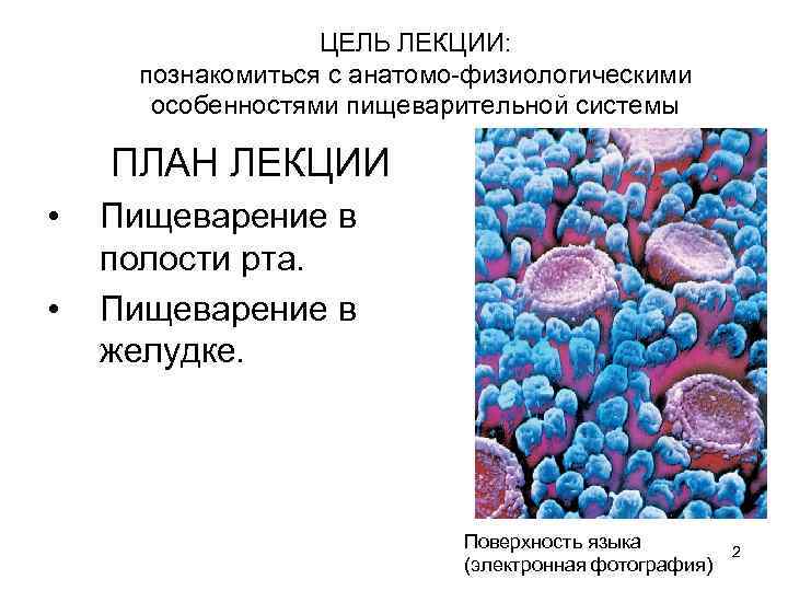 ЦЕЛЬ ЛЕКЦИИ: познакомиться с анатомо-физиологическими особенностями пищеварительной системы ПЛАН ЛЕКЦИИ • • Пищеварение в