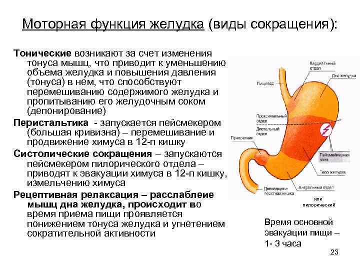 Моторная функция желудка (виды сокращения): Тонические возникают за счет изменения тонуса мышц, что приводит