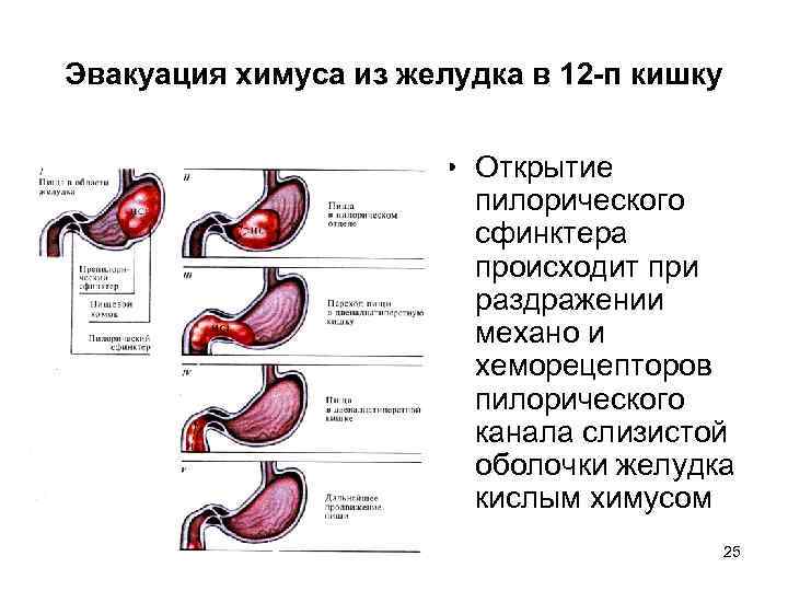 Эвакуация химуса из желудка в 12 -п кишку • Открытие пилорического сфинктера происходит при