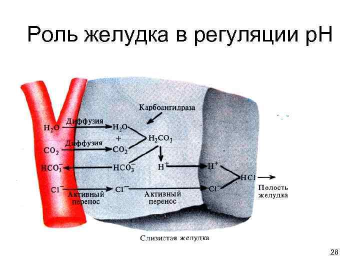 Роль желудка в регуляции р. Н 28 