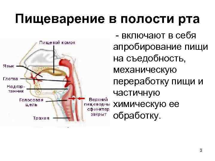 Пищеварение в полости рта - включают в себя апробирование пищи на съедобность, механическую переработку