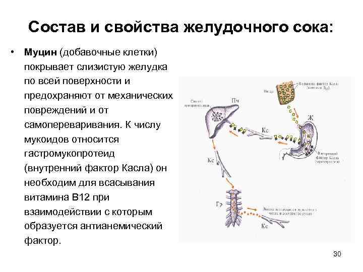 Состав и свойства желудочного сока: • Муцин (добавочные клетки) покрывает слизистую желудка по всей