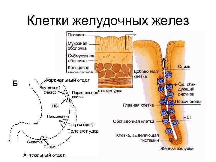 Клетки желудочных желез Кардиальный отдел Тело желудка Антральный отдел: 32 