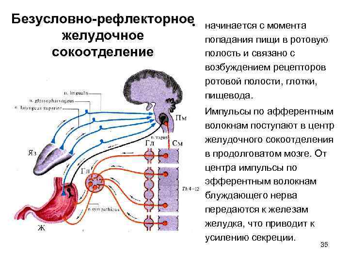 Безусловно-рефлекторное • желудочное сокоотделение начинается с момента попадания пищи в ротовую полость и связано