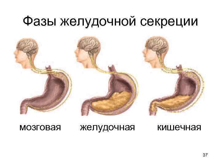 Желудочная фаза желудочной секреции схема