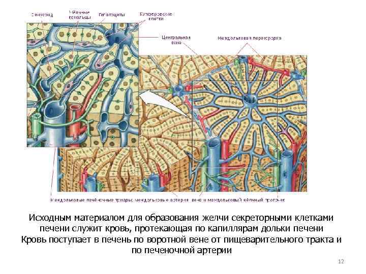 Исходным материалом для образования желчи секреторными клетками печени служит кровь, протекающая по капиллярам дольки