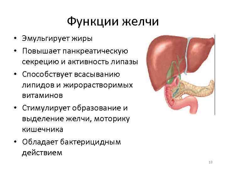 Функции желчи • Эмульгирует жиры • Повышает панкреатическую секрецию и активность липазы • Способствует