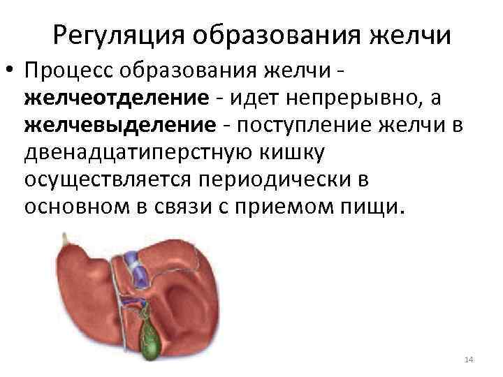 Регуляция образования желчи • Процесс образования желчи желчеотделение идет непрерывно, а желчевыделение поступление желчи