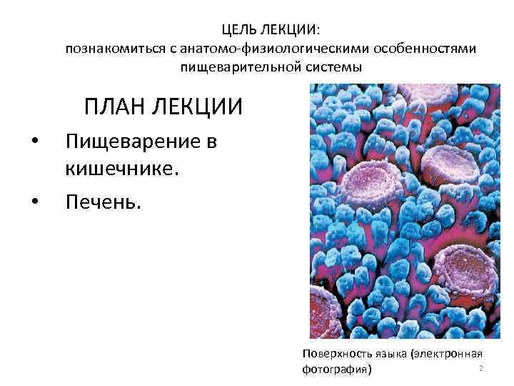 ЦЕЛЬ ЛЕКЦИИ: познакомиться с анатомо физиологическими особенностями пищеварительной системы ПЛАН ЛЕКЦИИ • • Пищеварение