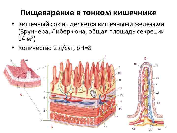 Пищеварение в тонком кишечнике • Кишечный сок выделяется кишечными железами (Бруннера, Либеркюна, общая площадь