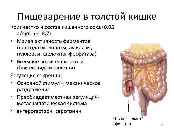Пищеварение в толстой кишке Количество и состав кишечного сока (0, 05 л/сут, р. Н=8,
