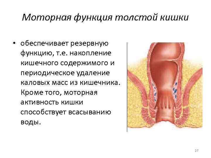 Моторная функция толстой кишки • обеспечивает резервную функцию, т. е. накопление кишечного содержимого и