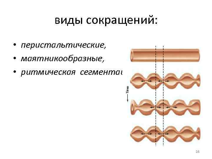 Маятникообразные сокращения. Маятникообразная перистальтика. Перистальтические сокращения.