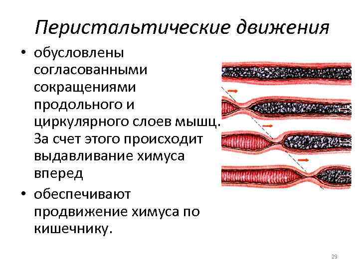 Перистальтические движения • обусловлены согласованными сокращениями продольного и циркулярного слоев мышц. За счет этого