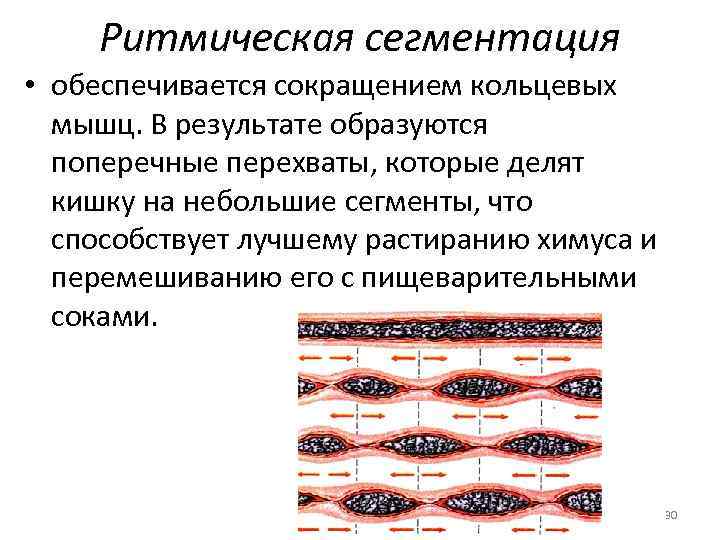 Ритмическая сегментация • обеспечивается сокращением кольцевых мышц. В результате образуются поперечные перехваты, которые делят