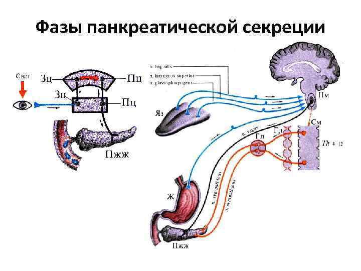 Фазы панкреатической секреции 