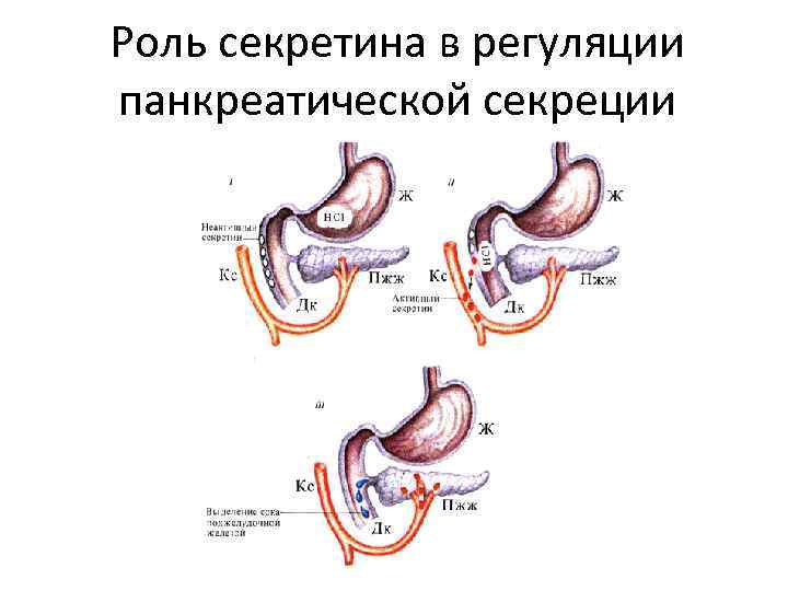 12 перстная кишка центральный узел гуморальной регуляции пищеварения схема