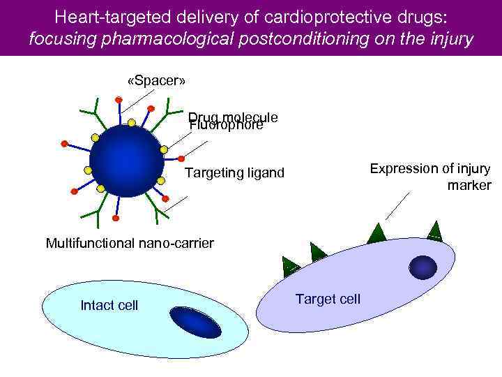 Heart-targeted delivery of cardioprotective drugs: focusing pharmacological postconditioning on the injury «Spacer» Drug molecule