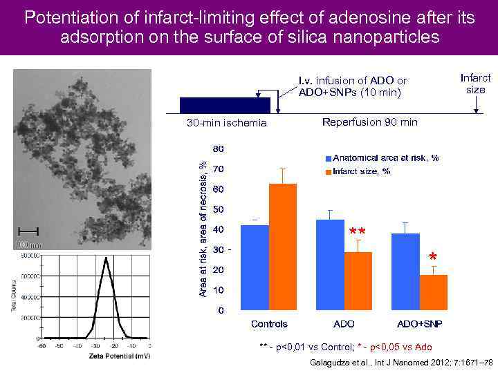 Potentiation of infarct-limiting effect of adenosine after its adsorption on the surface of silica