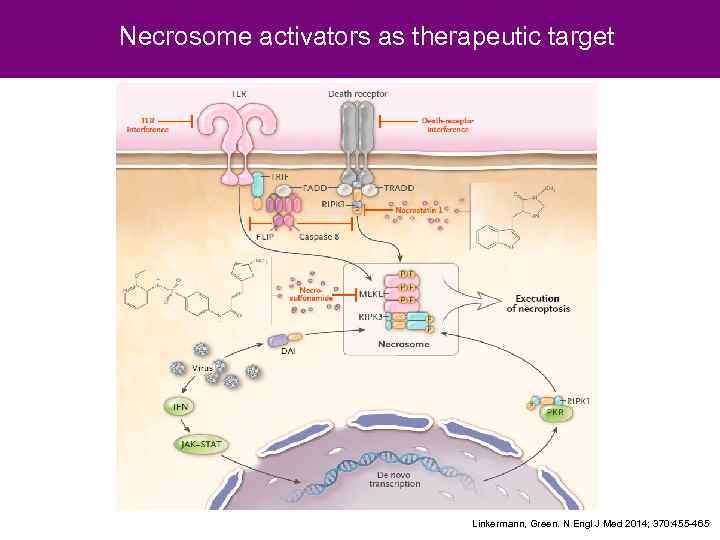 Necrosome activators as therapeutic target Linkermann, Green. N Engl J Med 2014; 370: 455